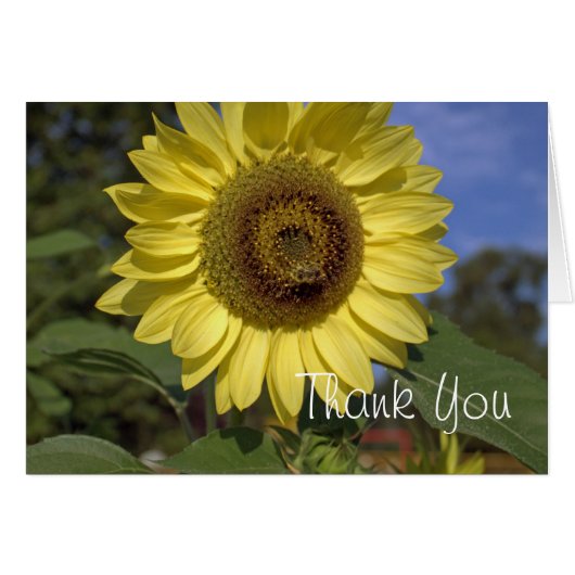 明エレガントるい夏の黄色のひまわり感謝していは (正面横)