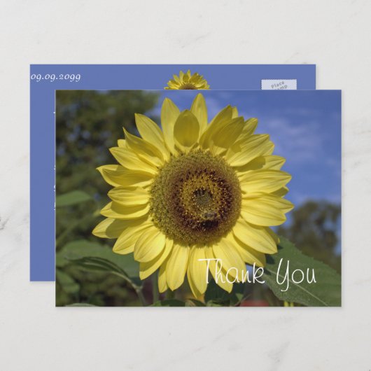 明エレガントるい夏の黄色のひまわり感謝していは ポストカード (正面/裏面)