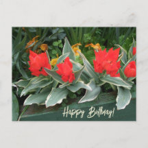 明カラフルるい赤のチューリップハッピーバースデーフローラ