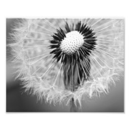 明日の種 フォトプリント           