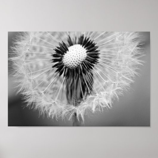 明日の種 ポスター (正面)