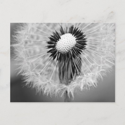 明日の種 ポストカード (正面)