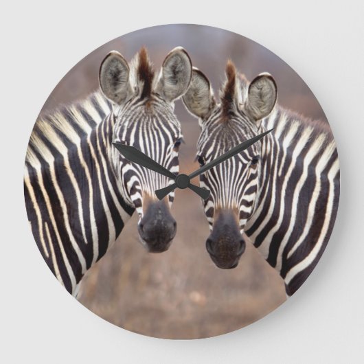 明白なシマウマ、Krugerの国立公園 ラージ壁時計 (正面)