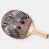 明白なシマウマ、Krugerの国立公園 卓球ラケット (横)