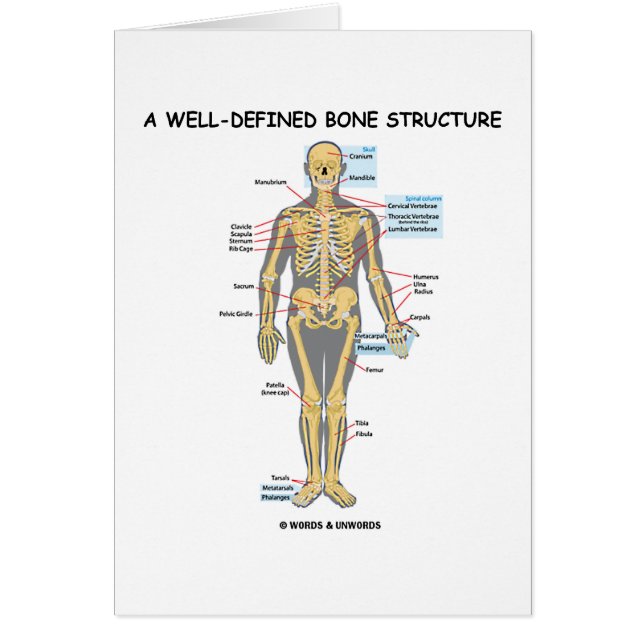 明示されている骨の構造(人間の骨組) (正面)
