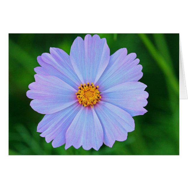 星だらけだ (正面横)