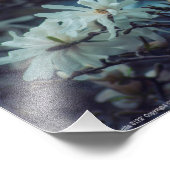 星のマグノリア 3172 フォトプリント            (角)