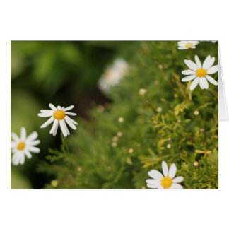 星の花