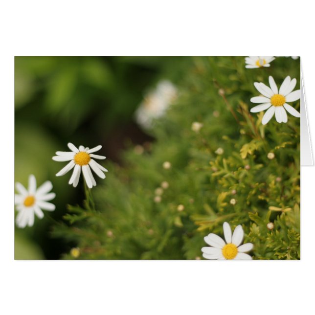 星の花 (正面横)