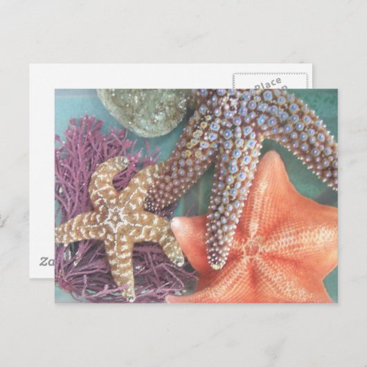 星の表示 ポストカード (正面/裏面)