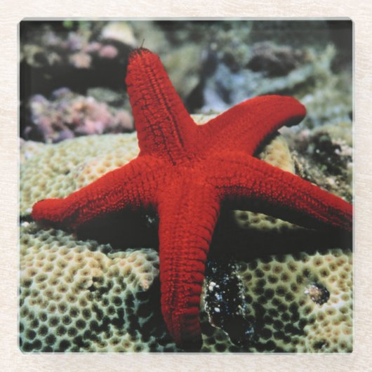 星の魚|の紅海 ガラスコースター (正面)