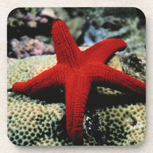 星の魚|の紅海 コースター (正面)