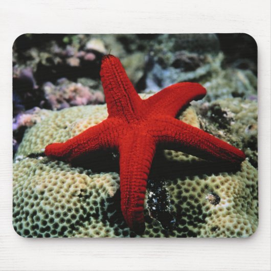 星の魚|の紅海 マウスパッド (正面)