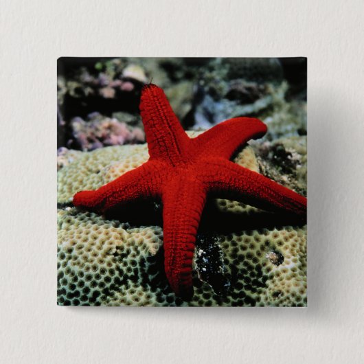 星の魚|の紅海 缶バッジ (正面)