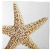 星の魚 タイル (正面)