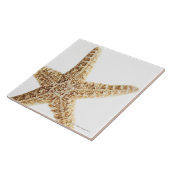 星の魚 タイル (側面)