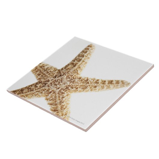 星の魚 タイル (側面)