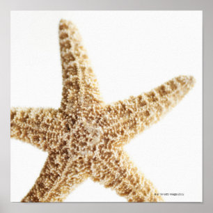星の魚 ポスター