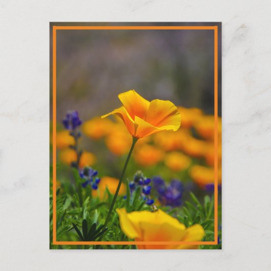 星を目指して手を伸ばす ポストカード (正面)