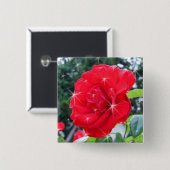 星付きの赤いバラの花 缶バッジ (正面&裏面)