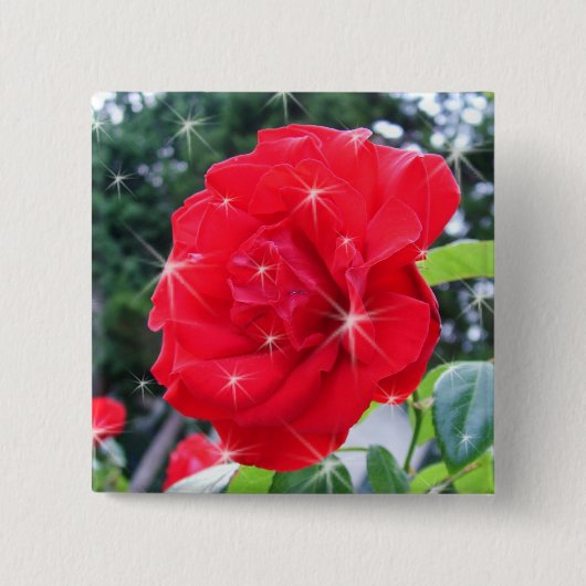 星付きの赤いバラの花 缶バッジ (正面)