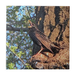 星付き鳥セラミックタイル タイル