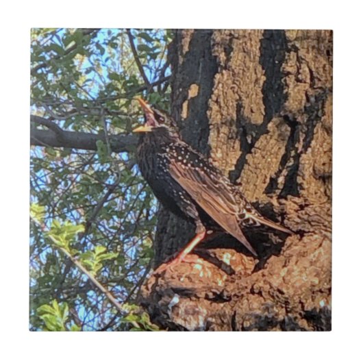 星付き鳥セラミックタイル タイル (正面)