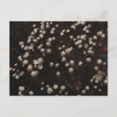 「星座ボスク」 ポストカード (正面)