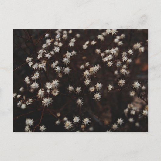 「星座ボスク」 ポストカード (正面)