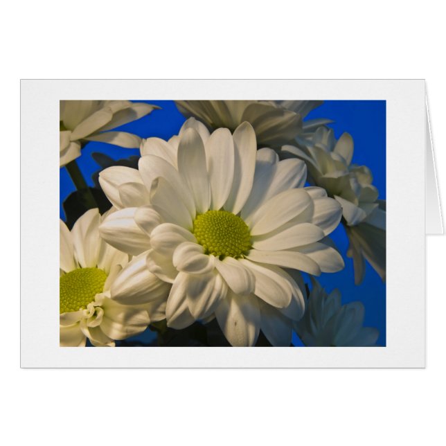 星状体 (正面横)