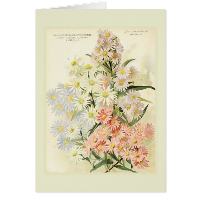 星状体(Michaelmasデイジー) (正面)