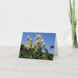 星状花ソラヌム結節 カード