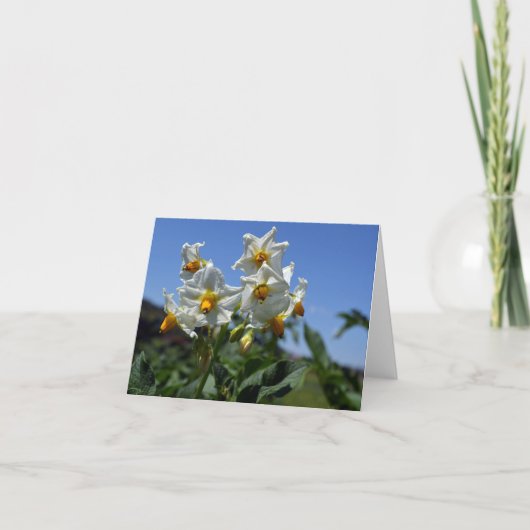 星状花ソラヌム結節 カード (正面)