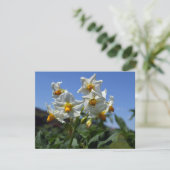 星状花ソラヌム結節 シーズンカード (スタンド正面)