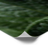 星状花ソラヌム結節 ポスター (角)