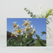 星状花ソラヌム結節 招待状 (スタンド正面)