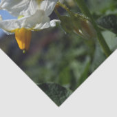 星状花ソラヌム結節 薄葉紙 (詳細)