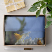 星状花ソラヌム結節 薄葉紙 (ギフト)