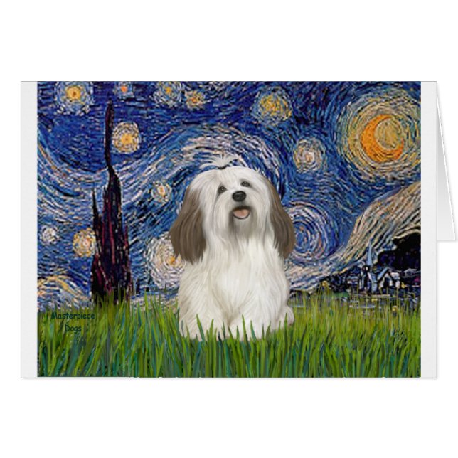 星空 - ハバニーズ (#1) (正面横)