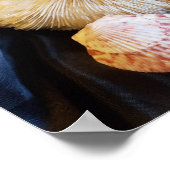 星魚の貝類海洋生物ビーチ静止画 ポスター (角)