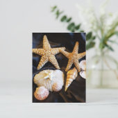 星魚の貝類海洋生物ビーチ静止画 ポストカード (スタンド正面)