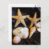 星魚の貝類海洋生物ビーチ静止画 ポストカード (正面/裏面)
