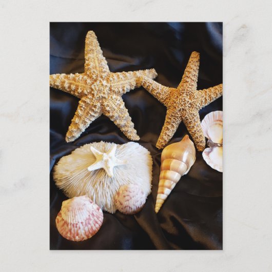 星魚の貝類海洋生物ビーチ静止画 ポストカード (正面)