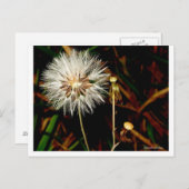 星 ポストカード (正面/裏面)