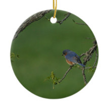 春かイースター: オスのブルーバード、メスのブルーバード