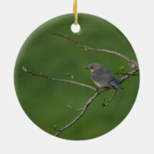 春かイースター: オスのブルーバード、メスのブルーバード