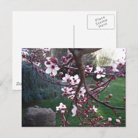 春が来た ポストカード (正面/裏面)