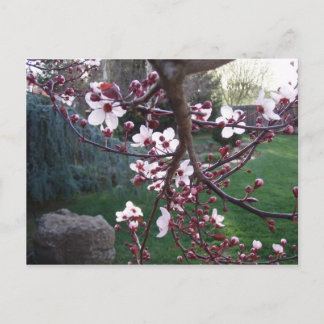 春が来た ポストカード