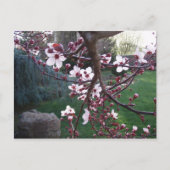 春が来た ポストカード (正面)