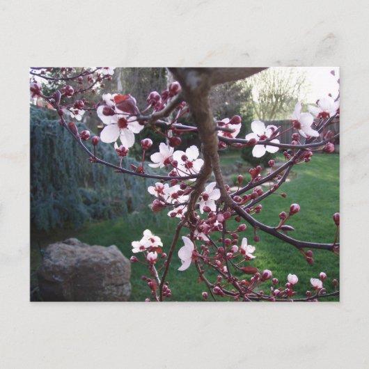 春が来た ポストカード (正面)